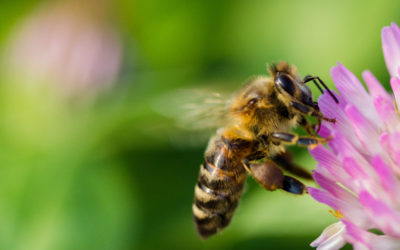 Pourquoi et comment protéger la ruche contre le varroa?