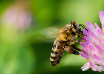 abeille qui butine une fleur