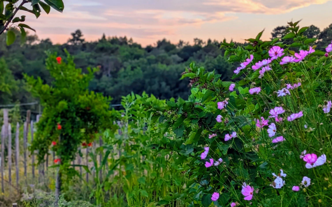 favorisez la biodiversité au jardin : nos 5 secrets
