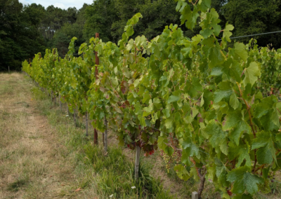 rang de vigne du domaine de peyrot