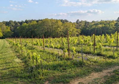 vignoble du domaine de peyrot
